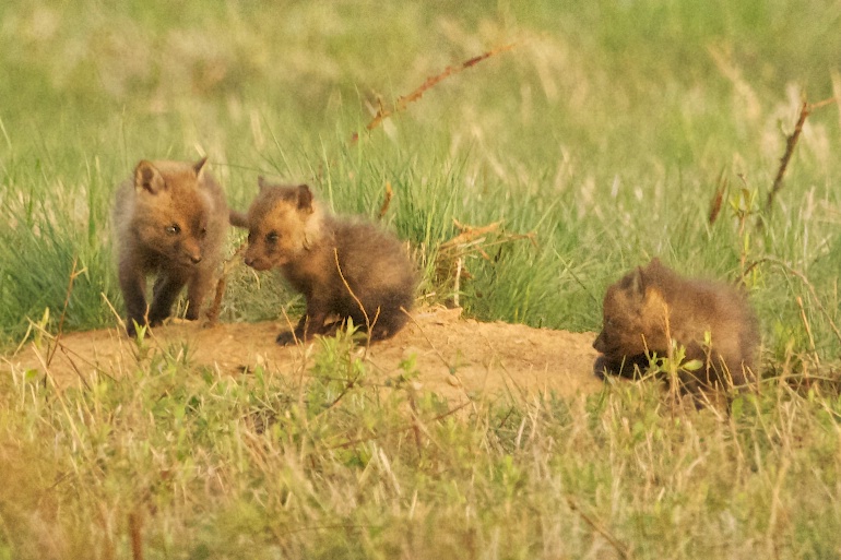 The Three Cubs - ID: 13814130 © Kitty R. Kono
