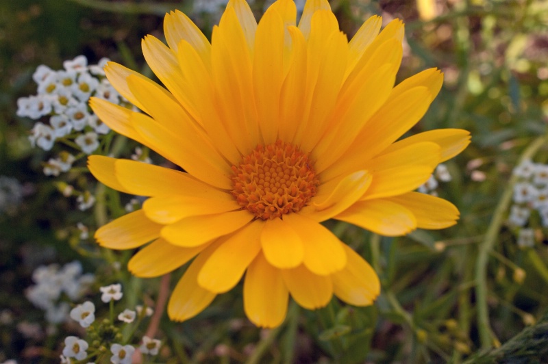 Pretty Field Flowers