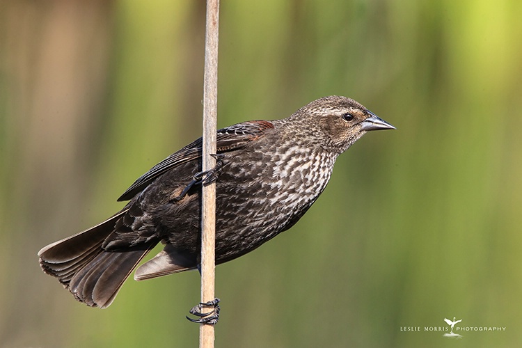 Female Red-winged Blackbird - ID: 13815041 © Leslie J. Morris