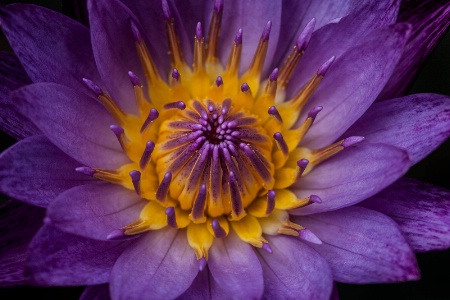 Portrait of a Water Lily