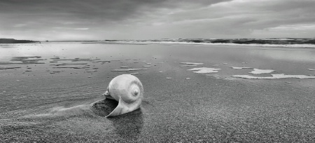 Seashell at low tide