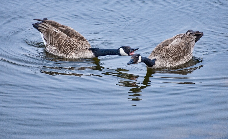 Nagging Goose