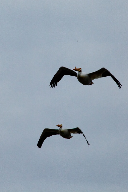 white pelicans
