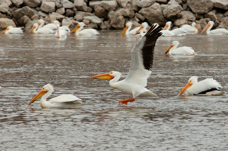 pelicans in Iowa