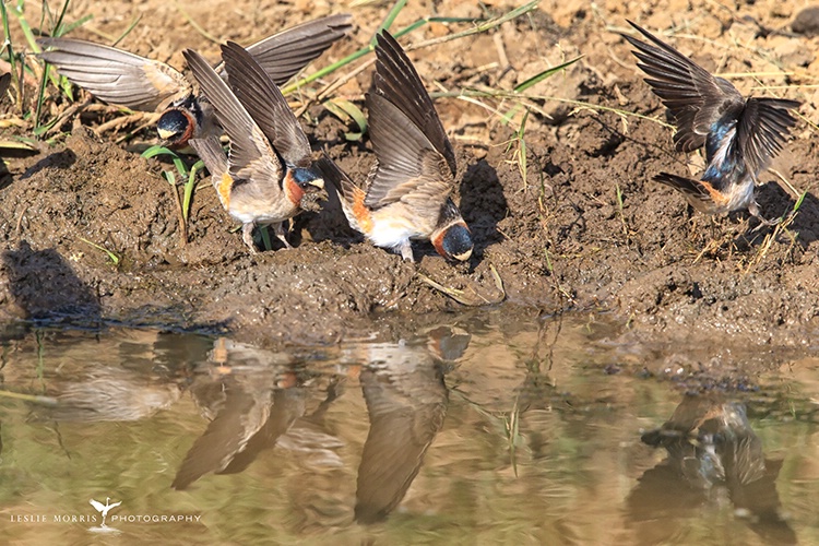 Cliff Swallows collecting mud for nests. - ID: 13816466 © Leslie J. Morris