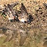 © Leslie J. Morris PhotoID # 13816466: Cliff Swallows collecting mud for nests.