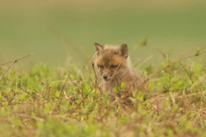 Baby Fox in Valley Forge - ID: 13816991 © Kitty R. Kono