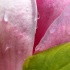 © Janine Russell PhotoID# 13817046: Magnolia Macro