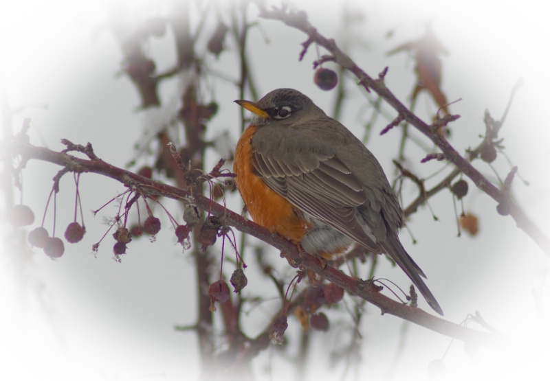 Robin -- searching for spring.