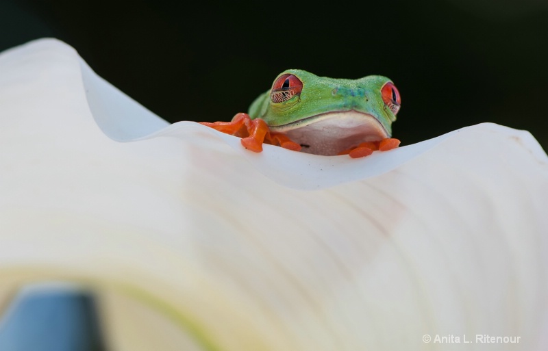 Peek-a-boo Frog