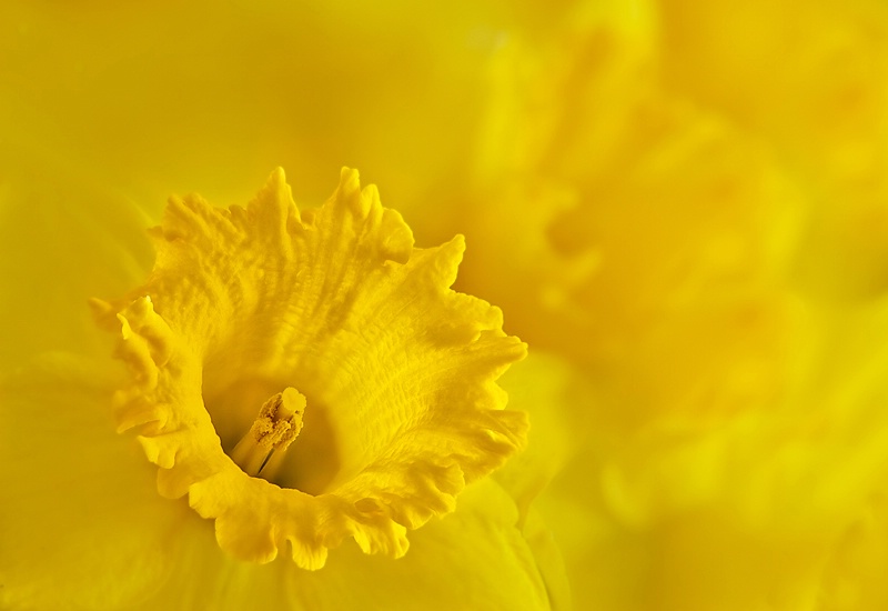 Mellow Yellow
