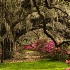 © Suzanne Andrews PhotoID # 13817737: Oak Alley