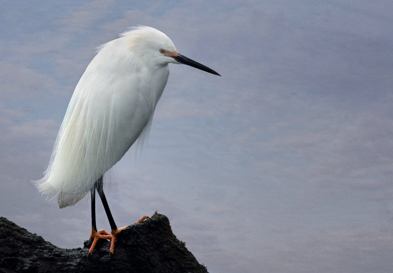 Egret #1 - ID: 13817739 © Suzanne Andrews