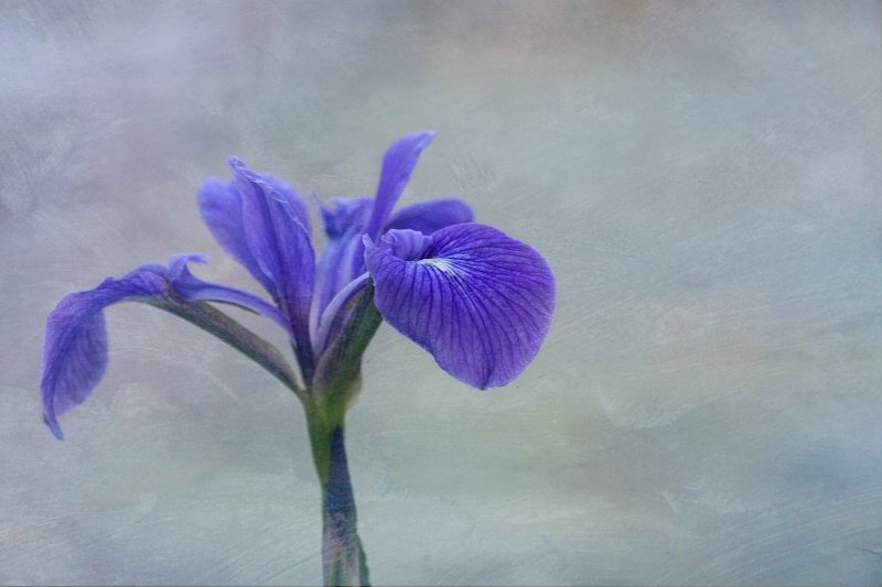 Wild Iris - ID: 13817741 © Suzanne Andrews