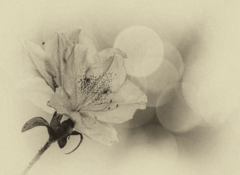 Azalea B & W - ID: 13817742 © Suzanne Andrews