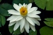 White Crown