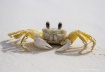 Crab