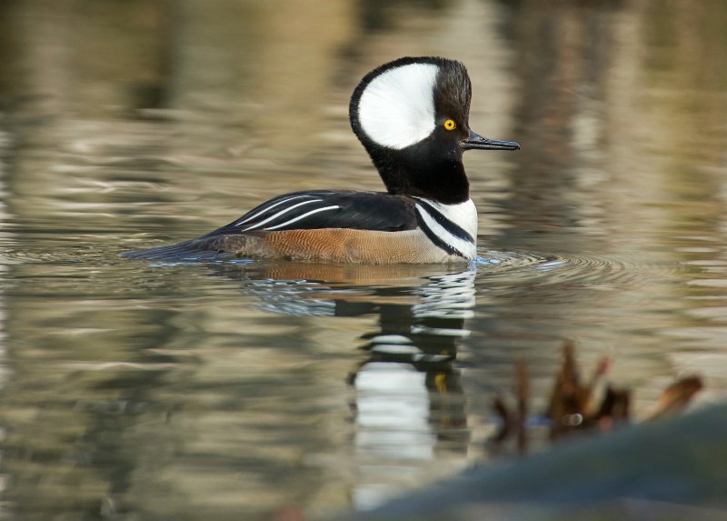 Hooded Merganser