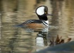 Hooded Merganser