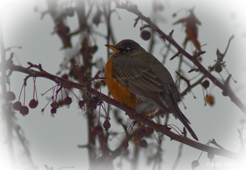Robin -- Searching for Spring #2 - ID: 13818678 © Beth OMeara