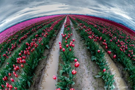 Tulip Planet