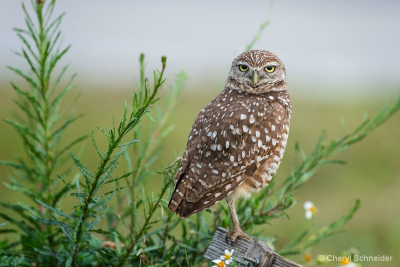 Burrowing Owl 1305