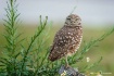 Burrowing Owl 130...