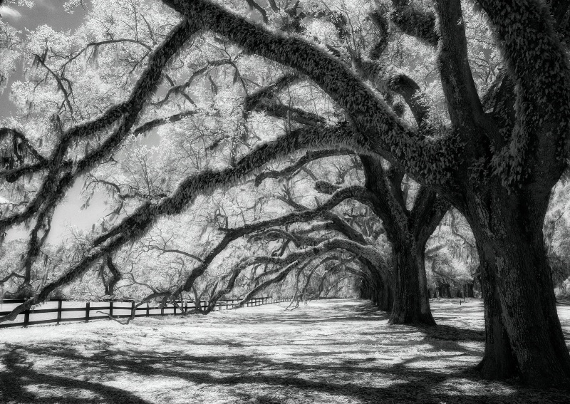 Under the Old Oak Trees