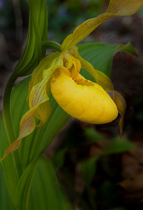 Wild Yellow Lady Slipper, Smoky Mountains - ID: 13820456 © Donald R. Curry