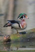Wood Duck Drake