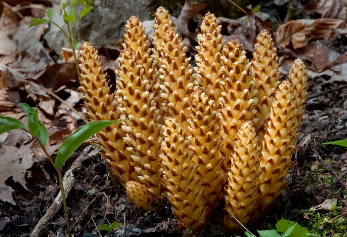 Squaw-root, Smoky Mountains - ID: 13821269 © Donald R. Curry