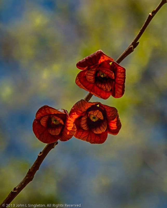 Velvety Blossoms - ID: 13821468 © John Singleton