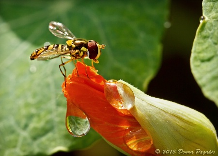 Thirsty Hover Fly 