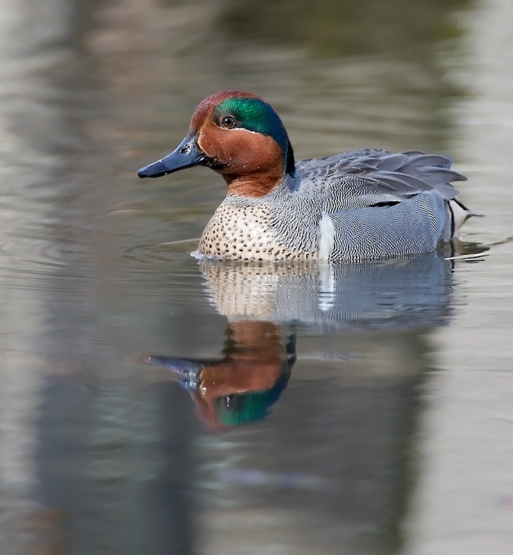 Green Winged Teal