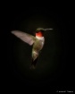 Flying Jewel