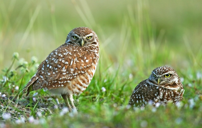 Burrowing Owls In Den