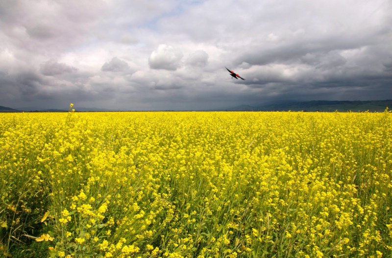 Red Winged and Yellow