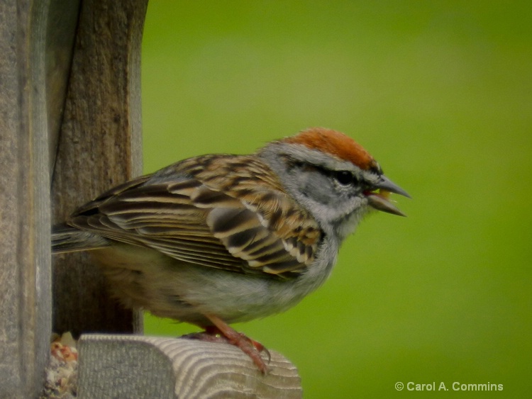 American Tree Sparrow 2