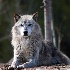 © David E. Fitzpatrick PhotoID# 13823575: wolf2