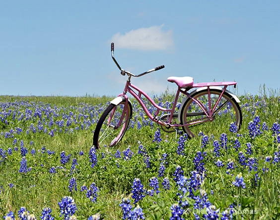 Bluebonnet Bike Ride