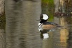 Hooded Merganser ...