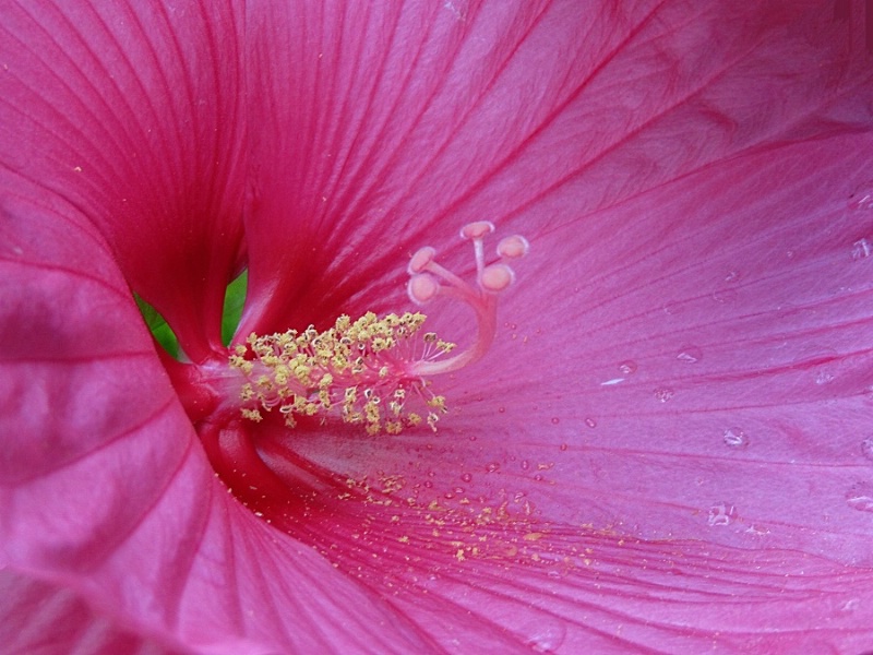 Hippy Dippy Hibiscus