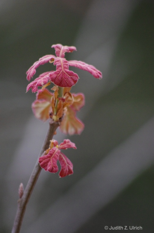 Brand new leaves