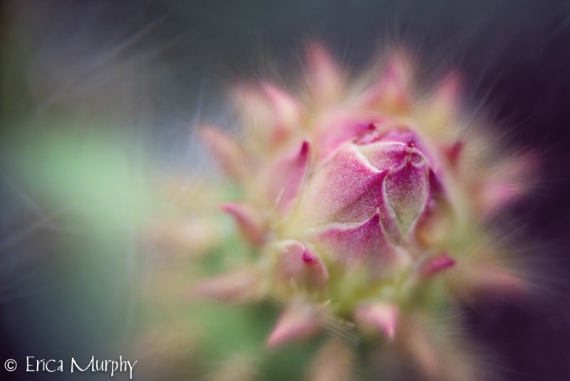 Cactus Bud