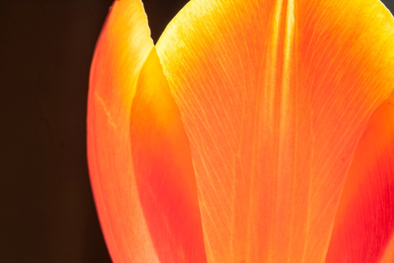 Tulip abstract