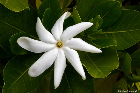 Tahitian Gardenia 