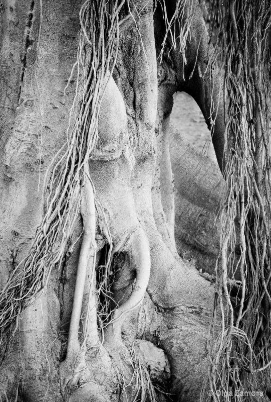 Goblin Tree - ID: 13827307 © Olga Zamora