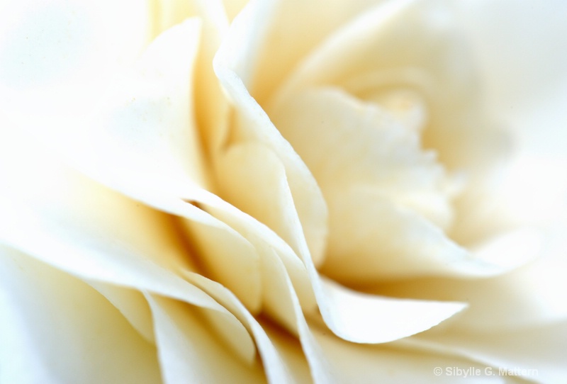 white Camellia detail - ID: 13827412 © Sibylle G. Mattern