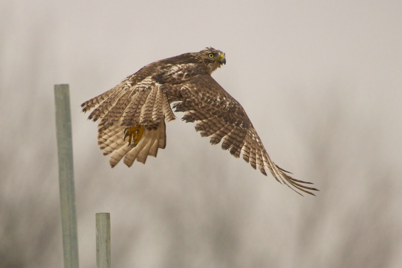 Juvenile Red Tailed Hawk Flying in the Rain