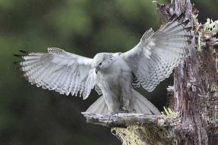 Arctic Hawk in Winter